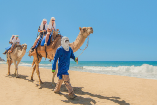 Camellos
