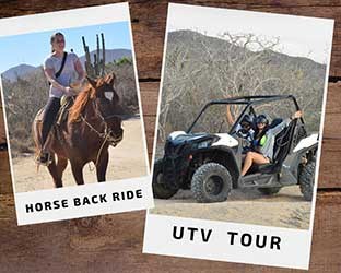 utv-horses